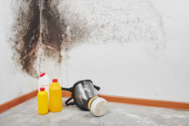 Best Commercial Mold Removal  in Placerville, CA
