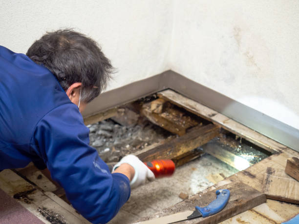 Best Certified Mold Removal  in Placerville, CA