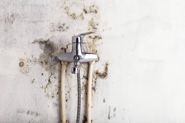 Best Residential Mold Removal  in Placerville, CA