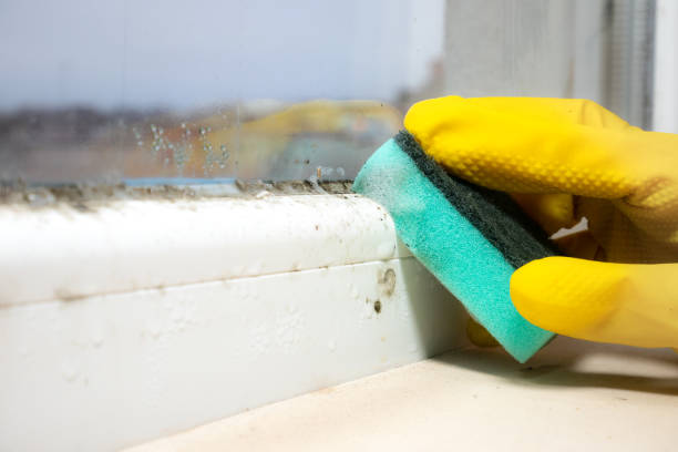 Best Professional Mold Removal  in Placerville, CA