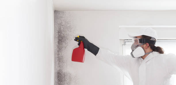 Best Same-Day Mold Removal  in Placerville, CA