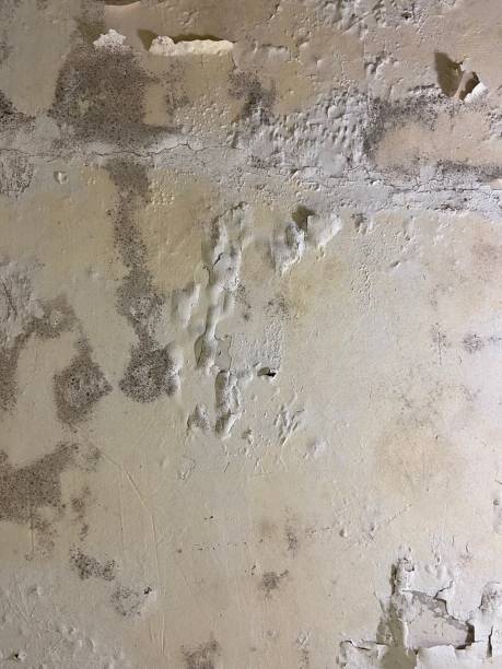 Best Mold Damage Repair  in Placerville, CA