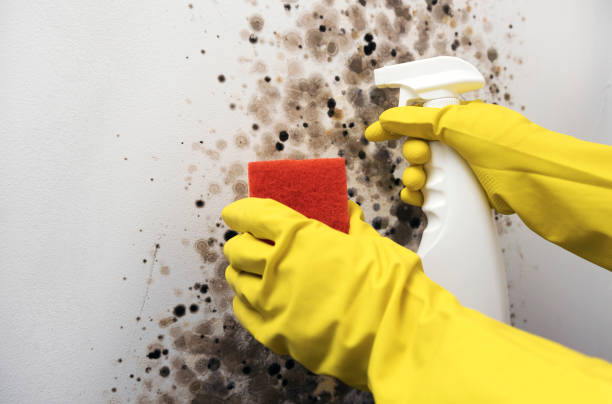 Reliable Placerville, CA Mold Removal Solutions