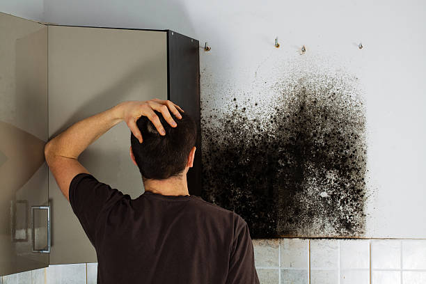 Best Mold Damage Repair  in Placerville, CA
