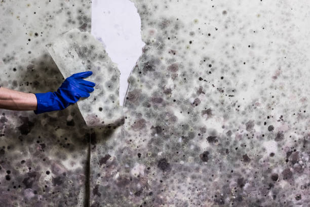 Best Mold Remediation  in Placerville, CA